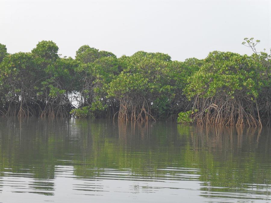 海南新盈红树林国家湿地公园